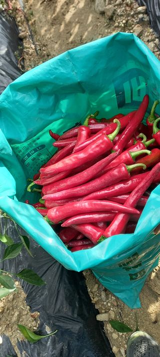 강성분님의 8월 내 작물 자랑하기 · 참여글 작성글 사진