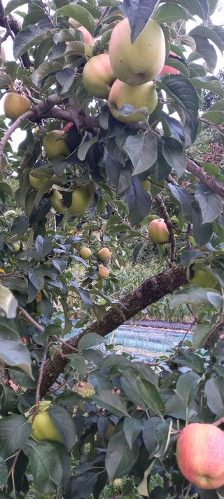 강성분님의 8월 내 작물 자랑하기 · 참여글 작성글 사진