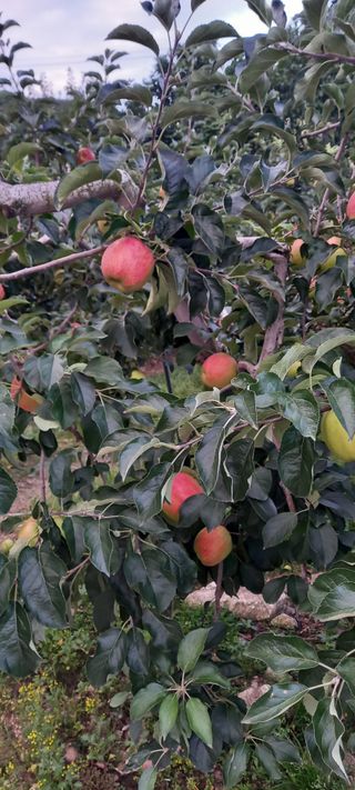 강성분님의 8월 내 작물 자랑하기 · 참여글 작성글 사진