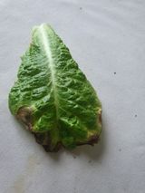 팜모닝 상추·병해충상담 게시글 이미지