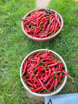 김 농부님의 8월 내 작물 자랑하기 · 참여글 작성글 사진