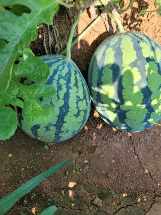 김 농부님의 8월 내 작물 자랑하기 · 참여글 작성글 사진