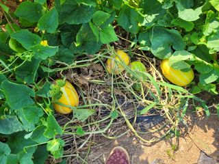 김 농부님의 8월 내 작물 자랑하기 · 참여글 작성글 사진