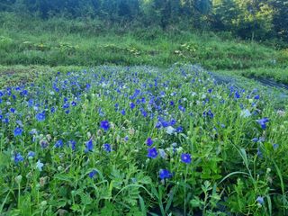 표고버섯15294님의 8월 내 작물 자랑하기 · 참여글 작성글 사진