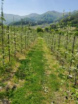 팜모닝 사과·수확 게시글 이미지