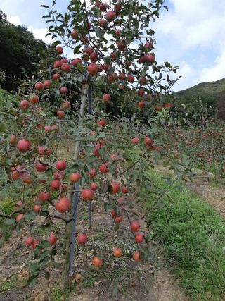 조동용님의 사과 · 수확 작성글 사진