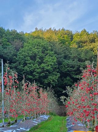 조동용님의 사과 · 수확 작성글 사진