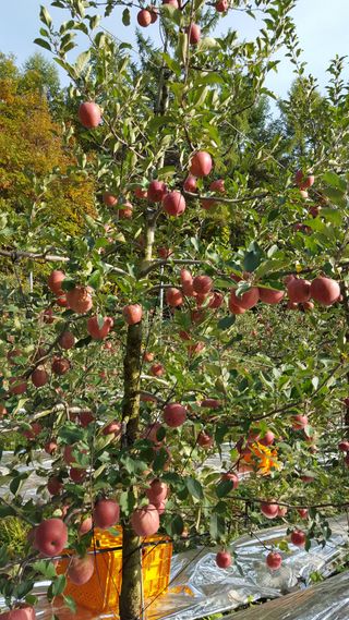 조동용님의 사과 · 수확 작성글 사진