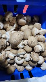 팜모닝 · 게시글 이미지