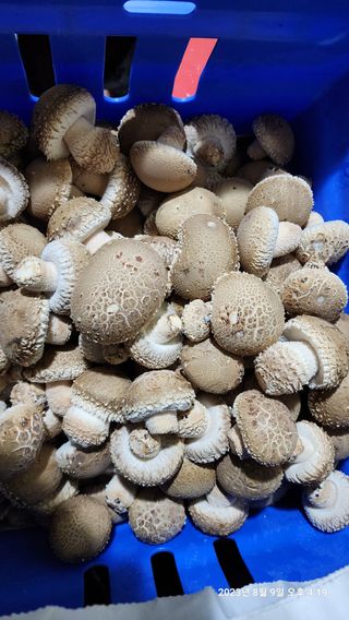 청운큐브팜(서희수)님의 작성글 사진