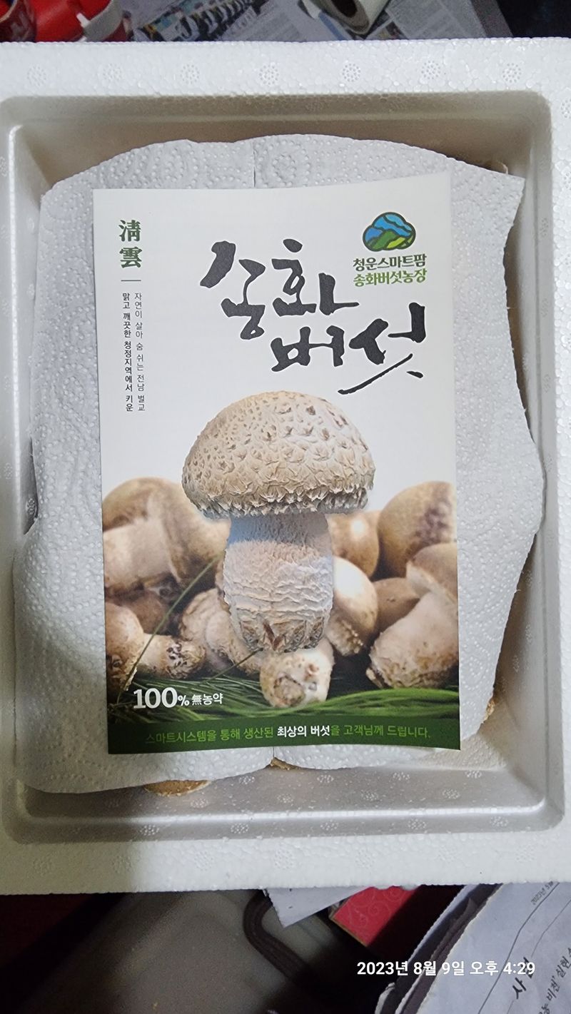 청운큐브팜(서희수)님의 장터 판매 상품 [송화버섯 1kg 단위] 첨부 사진
