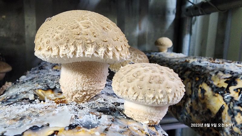 청운큐브팜(서희수)님의 장터 판매 상품 [송화버섯 1kg 단위] 첨부 사진
