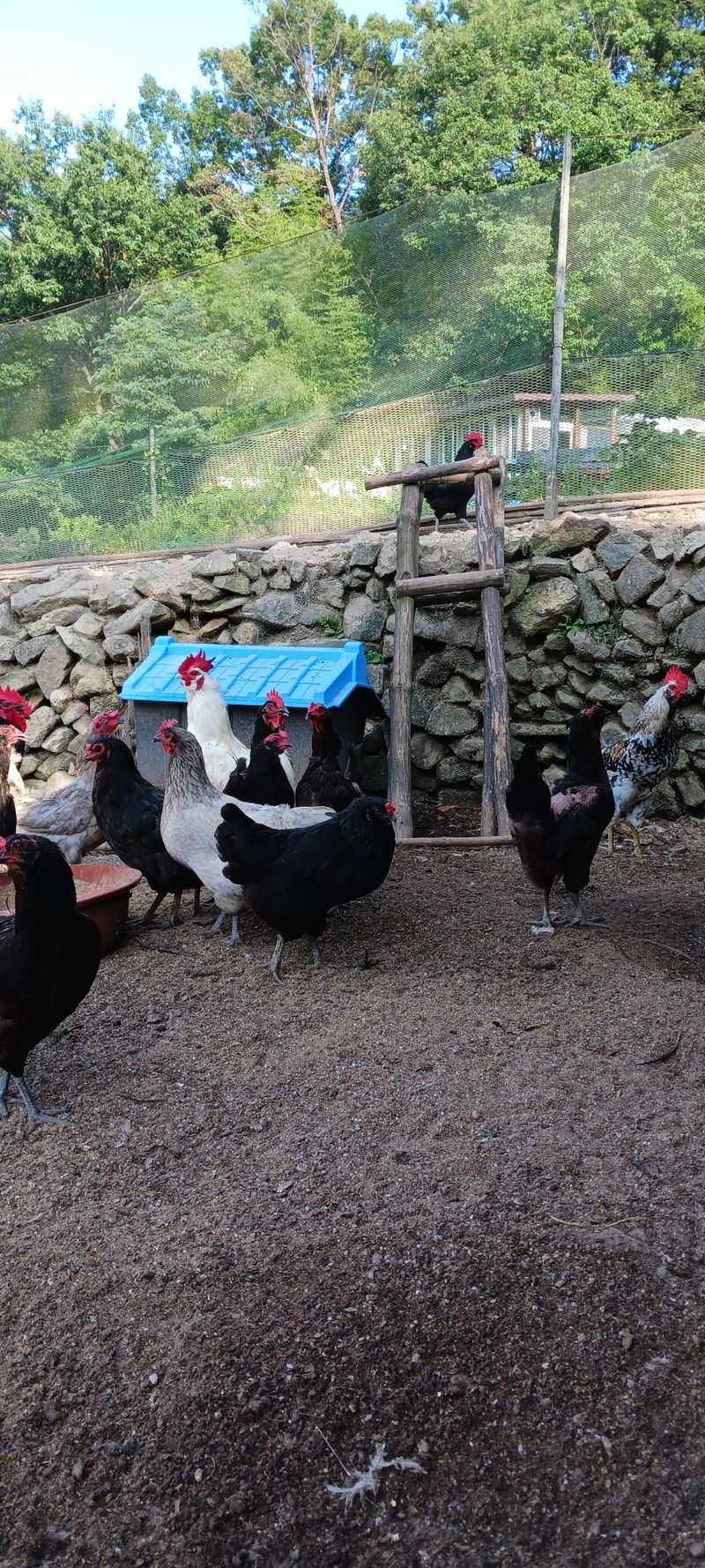 장터 상품 [청계닭] 썸네일