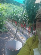 팜모닝 8월 내 작물 자랑하기·참여글 게시글 이미지