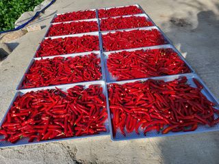 남봉구님의 고추 · 일상 작성글 사진