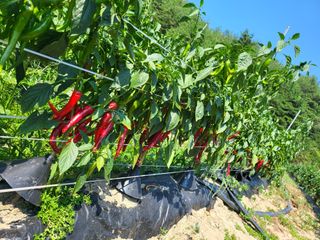 남봉구님의 고추 · 일상 작성글 사진