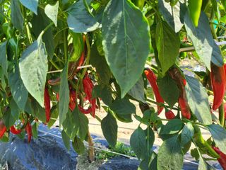 남봉구님의 고추 · 일상 작성글 사진