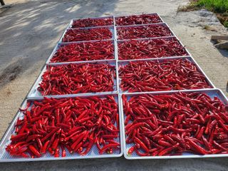 남봉구님의 고추 · 일상 작성글 사진