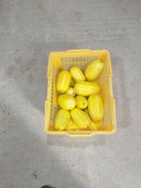 팜모닝 8월 내 작물 자랑하기·참여글 게시글 이미지