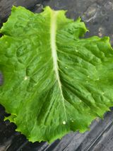 팜모닝 상추·병해충상담 게시글 이미지