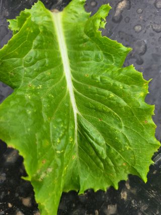 대파16380님의 상추 · 병해충상담 작성글 사진