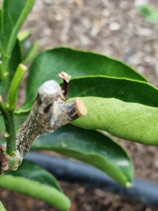 이문규님의 귤 · 병해충상담 작성글 사진