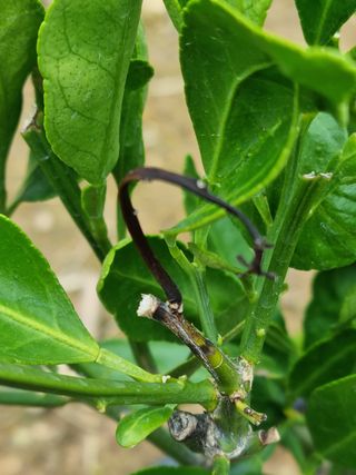 이문규님의 귤 · 병해충상담 작성글 사진