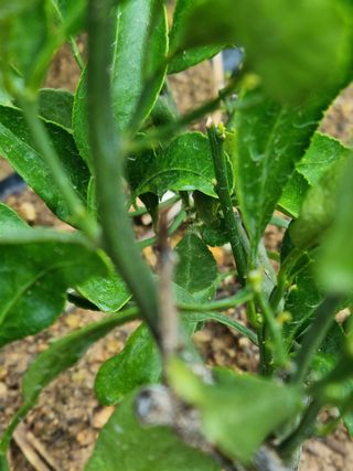 이문규님의 귤 · 병해충상담 작성글 사진