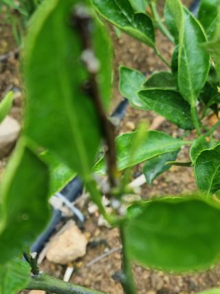 이문규님의 귤 · 병해충상담 작성글 사진