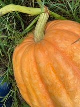 팜모닝 호박·병해충상담 게시글 이미지