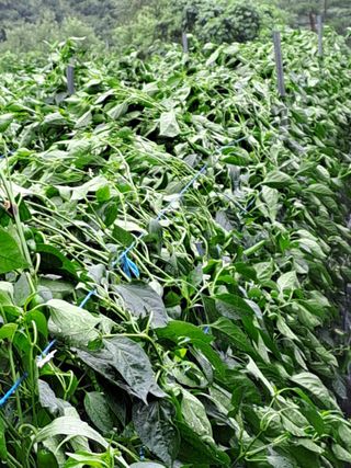 강정희님의 고추 · 지주설치•유인•성장 작성글 사진