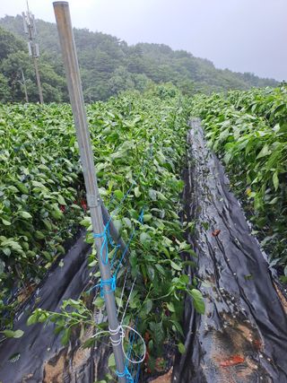 강정희님의 고추 · 지주설치•유인•성장 작성글 사진