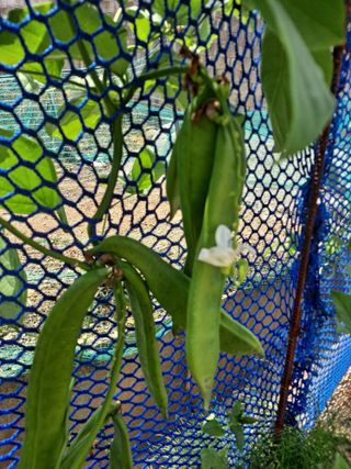 이연주님의 8월 내 작물 자랑하기 · 참여글 작성글 사진