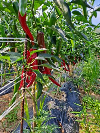 이연주님의 8월 내 작물 자랑하기 · 참여글 작성글 사진