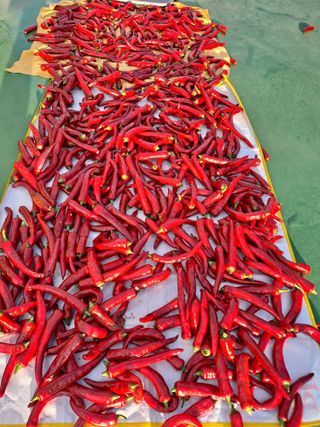 이연주님의 8월 내 작물 자랑하기 · 참여글 작성글 사진