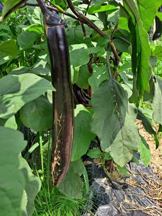 이연주님의 8월 내 작물 자랑하기 · 참여글 작성글 사진