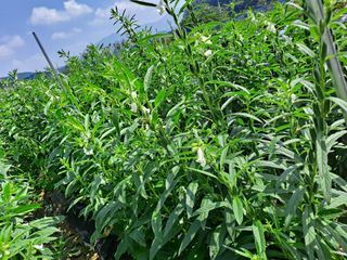 이연주님의 8월 내 작물 자랑하기 · 참여글 작성글 사진