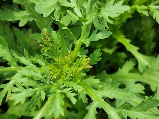 해피해피팜님의 기타작물 · 병해충상담 작성글 사진