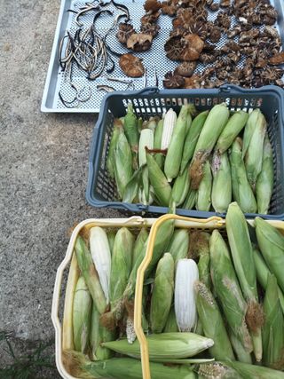 들꽃님의 자유주제 · 사진전 작성글 사진