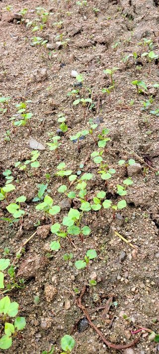 심기섭님의 기타작물 · 자유게시판 작성글 사진