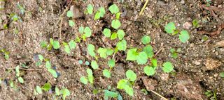 심기섭님의 기타작물 · 자유게시판 작성글 사진