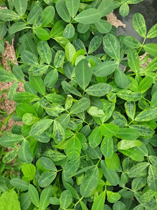 전원꿈꾸며님의 콩 · 병해충상담 작성글 사진