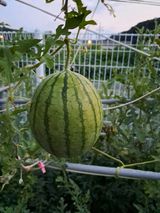 팜모닝 8월 내 작물 자랑하기·참여글 게시글 이미지