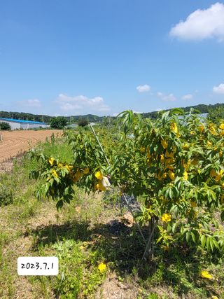 김인곤님의 복숭아 · 자유게시판 작성글 사진