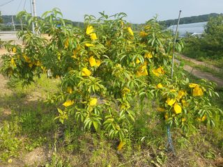 김인곤님의 복숭아 · 자유게시판 작성글 사진