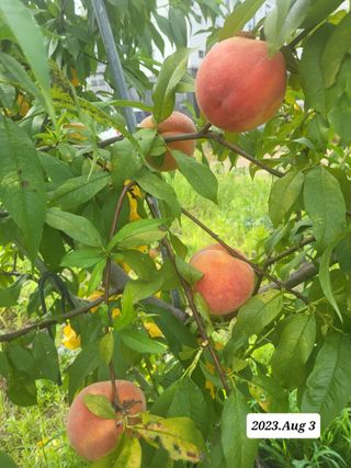 김인곤님의 복숭아 · 자유게시판 작성글 사진