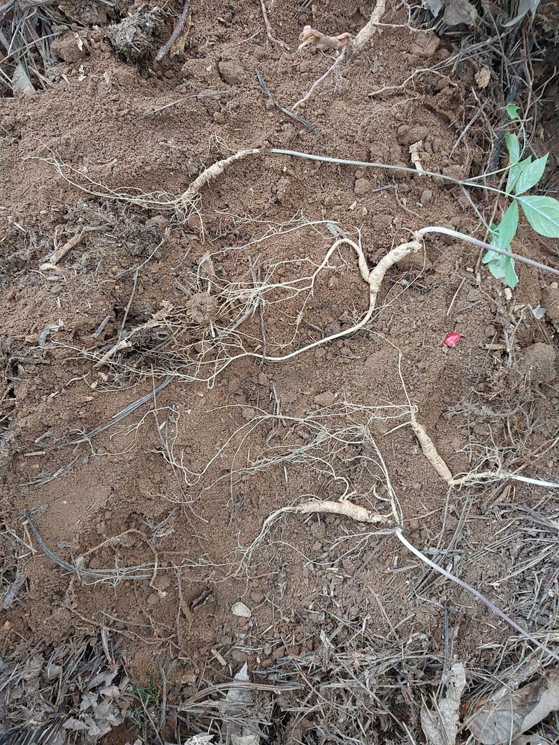 장터 상품 [산삼1세트] 썸네일