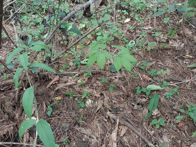 김봉호님의 장터 판매 상품 [산삼1세트] 첨부 사진