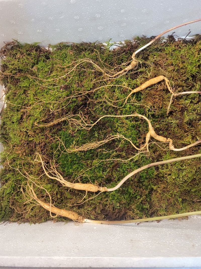 김봉호님의 장터 판매 상품 [산삼1세트] 첨부 사진