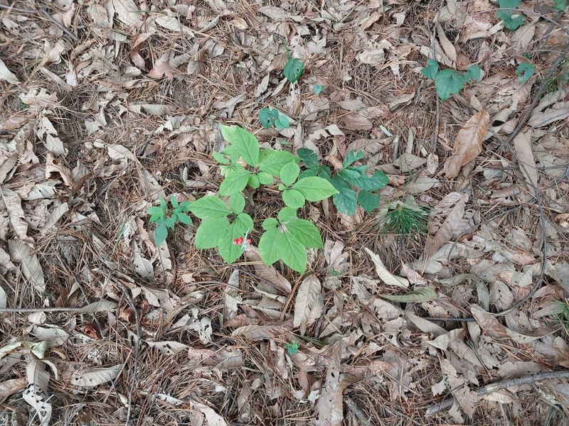 김봉호님의 장터 판매 상품 [산삼1세트] 첨부 사진